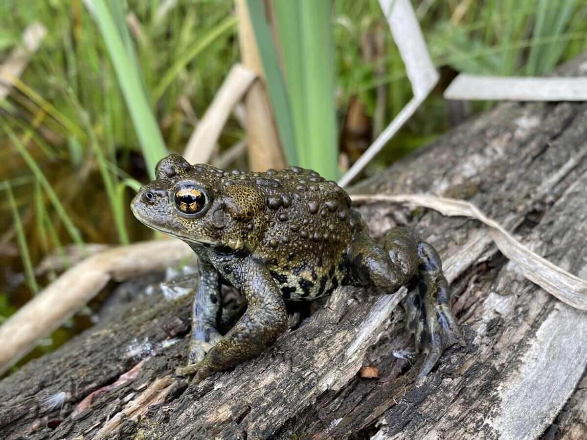 Photo d'un crapaud